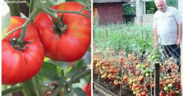 Вот 6 лучших удобрений для помидоров с грядки. Взойдут все!
