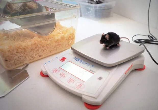 Источник фото: ФИЦ питания и биотехнологии