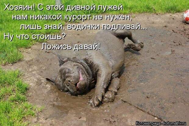 Котоматрицы