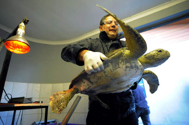 Ветеринар и травмированная зеленая морская черепаха, Чили
