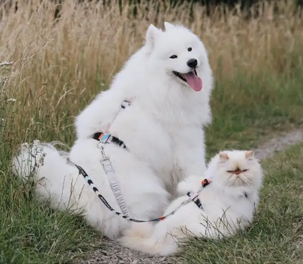 Дружба сварливого кота и вечно счастливого пса ошеломила Интернет