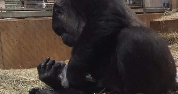 Детеныша назвали Моки Смитсоновский национальный зоологический парк, горилла, детеныш, животные, поцелуй, рождение, фото