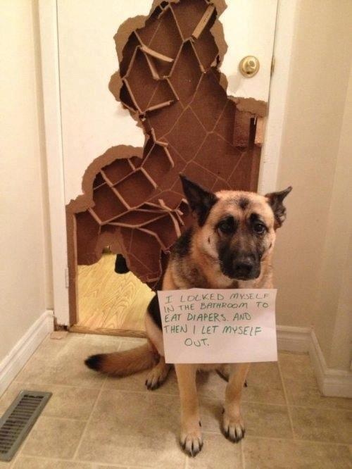 This dog who didn't use the door handle: