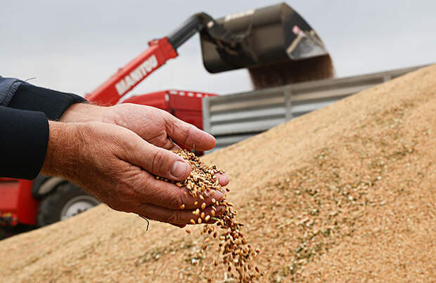 Прогноз сбора пшеницы в России понижен дважды в течение мая