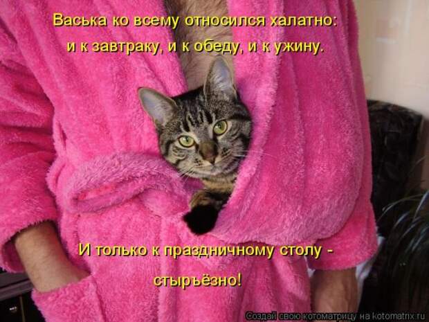 Лучшие котоматрицы недели (50 фото)