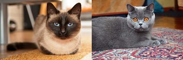 Коты лежат