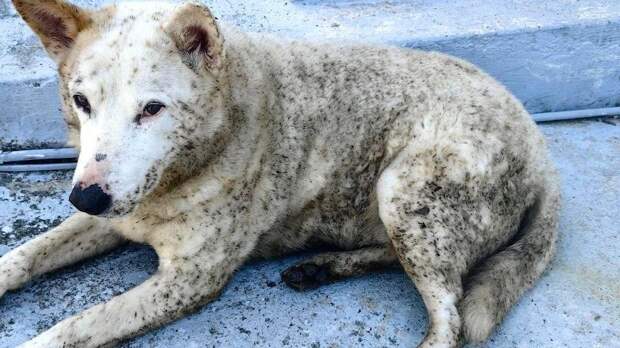 «Почернели люди и животные»: что за «черный дождь» в Туапсе и как справиться с паникой из-за эко-катастрофы