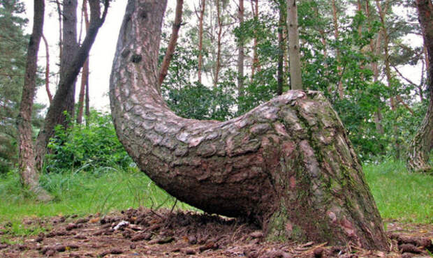Загадочный кривой лес в Польше