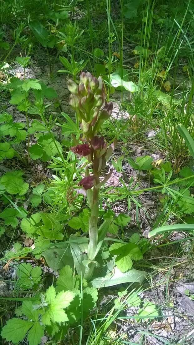 Еще немного крымской цветочной экзотики - крымские орхидеи - орхидея Комперия красота, крым, природа, путешествие, растения, репортаж
