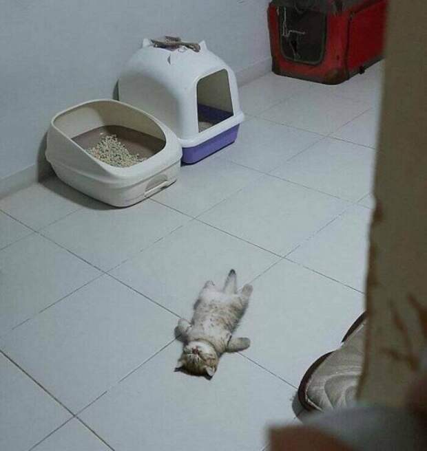 Милые котики заряжают позитивом на снимках