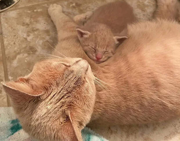 Без кота и жизнь не та