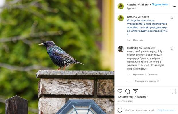 Фото дня: скворец в яркую крапинку