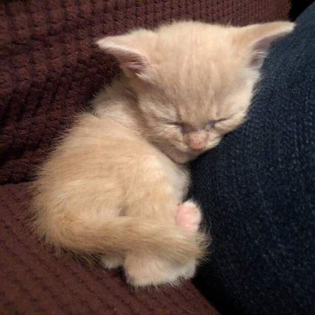 помощь котятам больной котенок