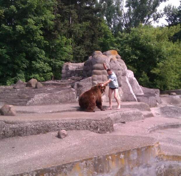В варшавском зоопарке пьяный прыгнул к медведю животные, факты