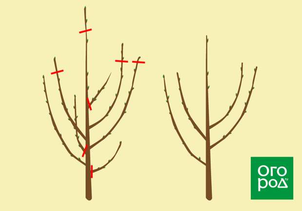 обрезка вишни в год посадки