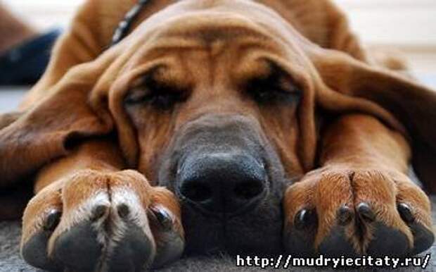 Кaк-то ко мне во двор зaбрел стaрый, устaло выглядящий пес.