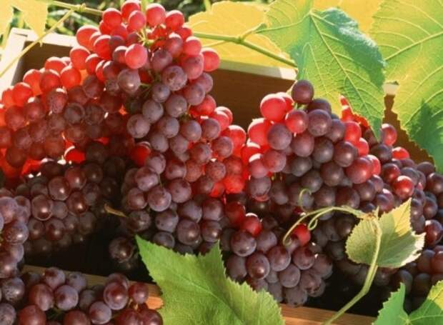 Амурский виноград растет на Амуре и считается одним из самых холодостойких
