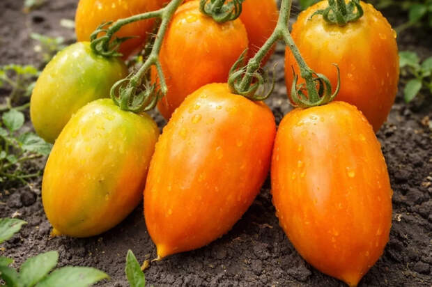 Агроном Денис Терентьев — о пользе томатов с необычной окраской