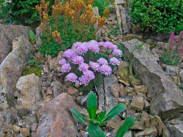 Armeria juniperifolia Bevan (армерия дернистая). Фото: Михаил Полотнов