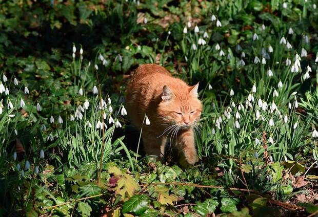 Россиянам пригрозили тюрьмой и миллионным штрафом за сбор подснежников