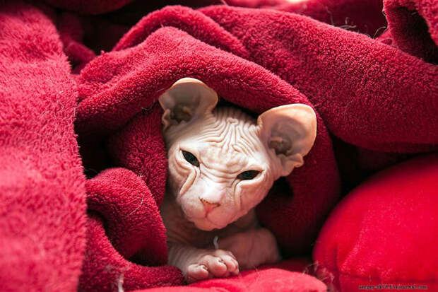 Лысые кошки