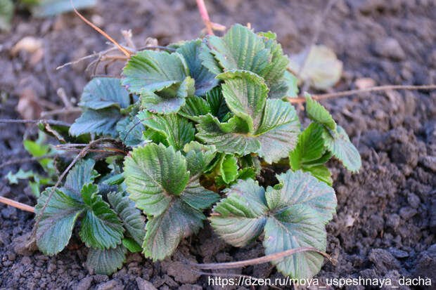 Как я подкормил клубнику гуматом натрия: результат впечатлил