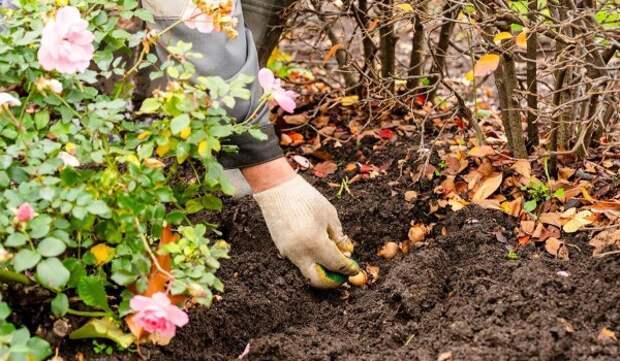 Тысячи тюльпанов расцветут ко Дню влюбленных в Аптекарском огороде