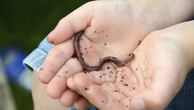 Окраска дождевого червя, форма и размеры тела