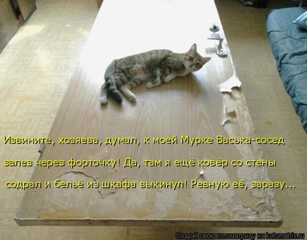 Лучшие котоматрицы недели (50 фото)