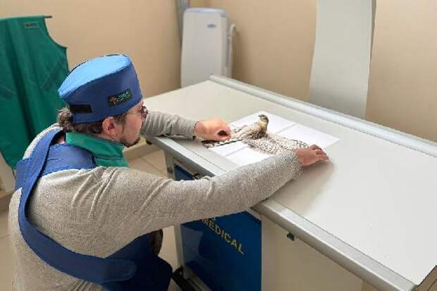 В Тамбовской области спасают ястреба-перепелятника с тяжёлой травмой крыла