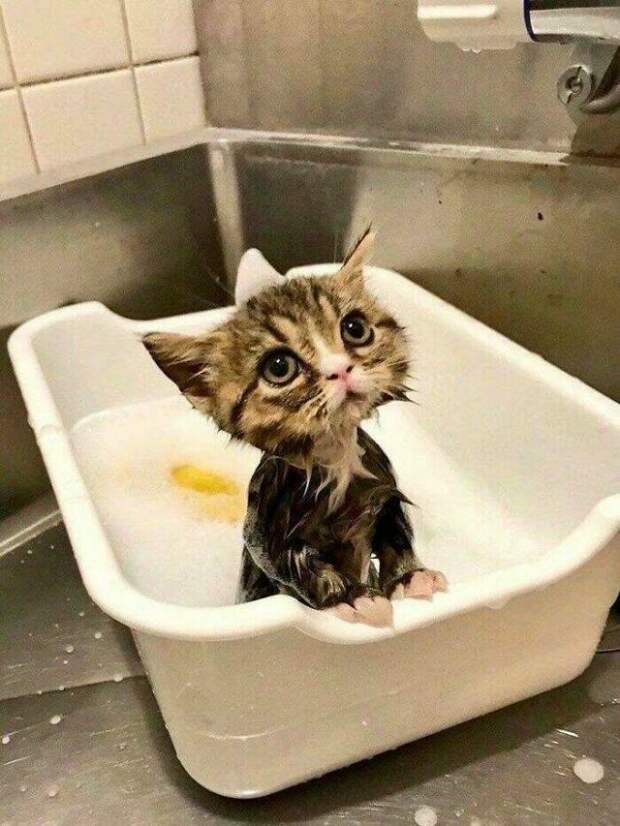 Милые котики заряжают позитивом на снимках