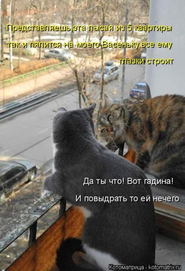 Лучшие котоматрицы недели (50 фото)