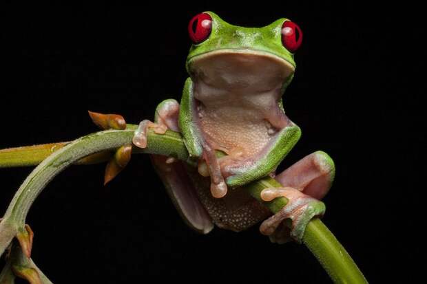 В поисках утраченной лягушки: Редчайшие виды удивительных лягушек в фантастических фотографиях