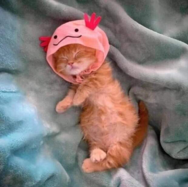 Милые котики заряжают позитивом на снимках