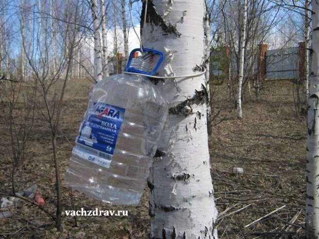 Полезные свойства березового сока