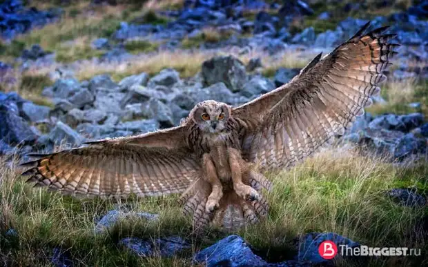 Евроазиатский филин / Bubo bubo