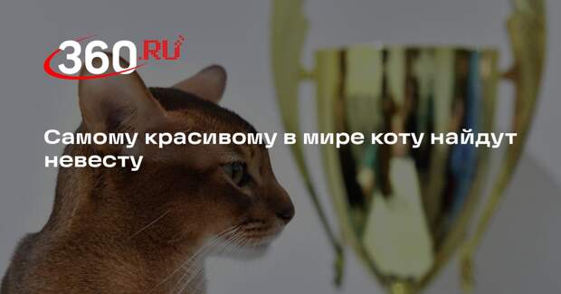 РИА «Новости»: самому красивому в мире коту Далмору ищут пару