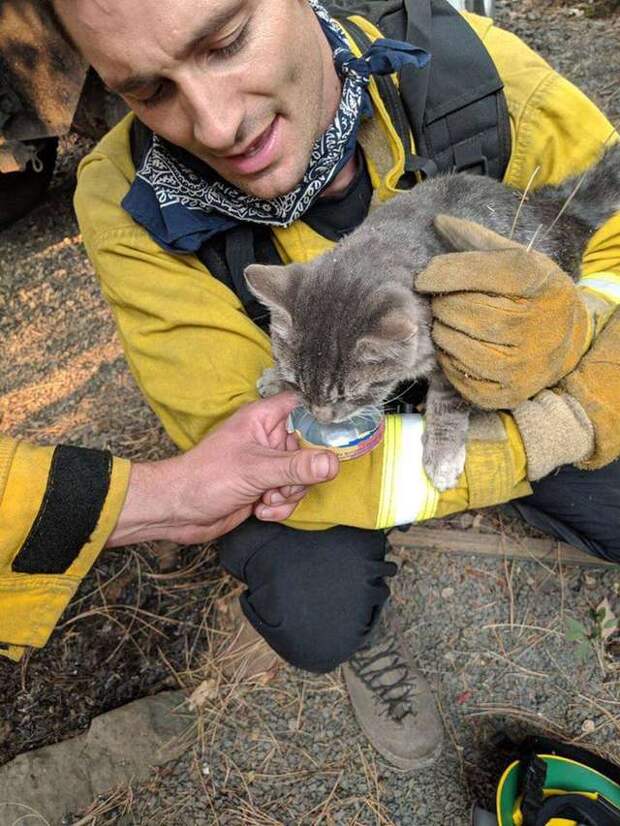 пожарный спас кота