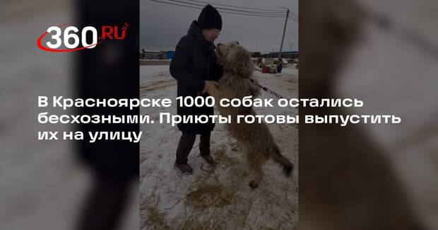 Приюты собак в Красноярске больше не могут их содержать из-за отсутствия денег