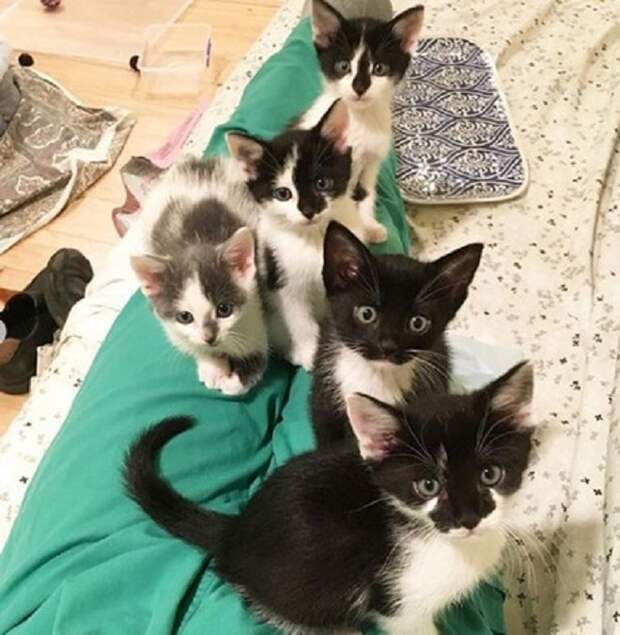 Котята сидят Пять котят