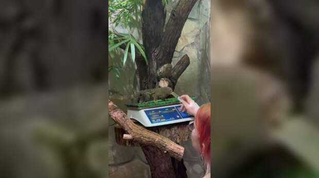 В Ленинградском зоопарке к весам приучили карликовых игрунок