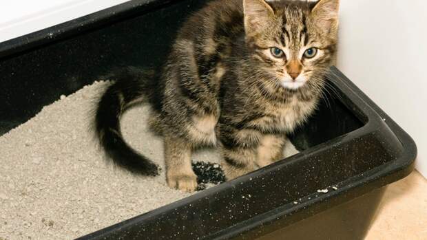 Ученые  MIT выяснили, что наполнитель для кошачьего туалета может спасти планету от метана
