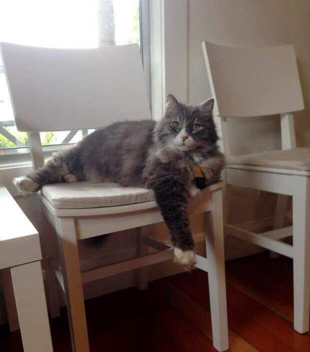 кот лежит на стуле