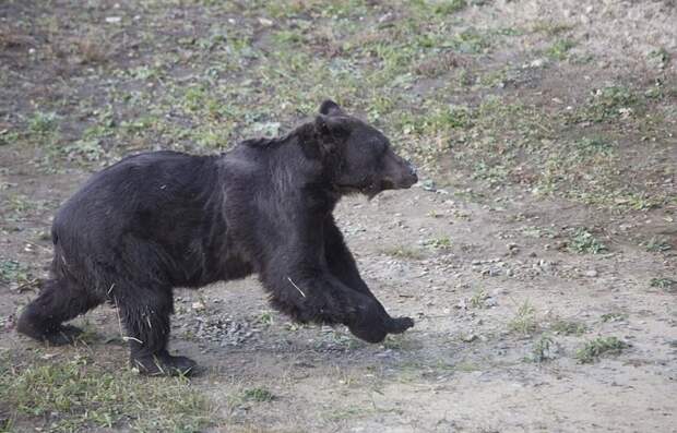 Счастливый впервые в жизни: в Украине освободили медведя, который 16 лет использовался для притравки животные, история, медведь, мир, притравка, спасение, украина