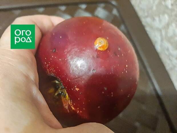Что случилось с яблоком