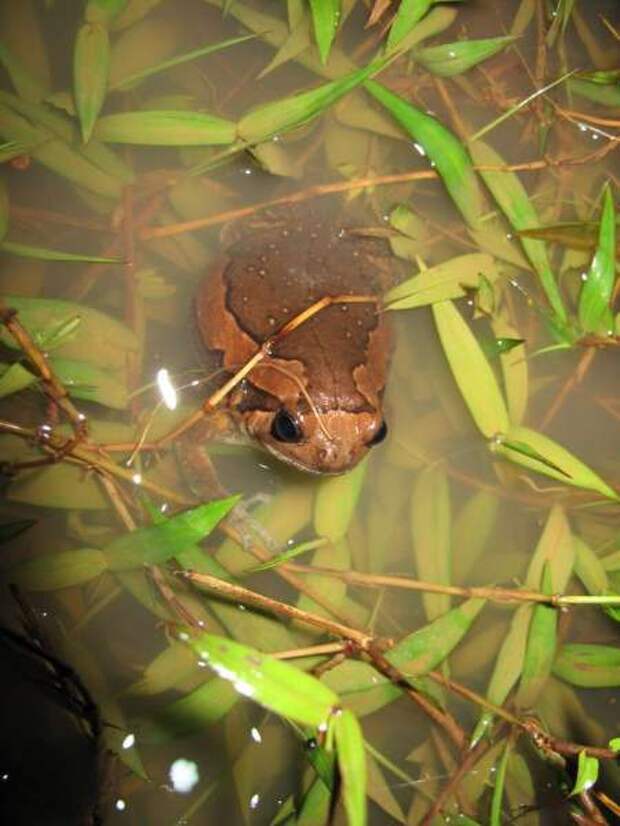 Украшенная бычья лягушка, или индийская бычья лягушка  (лат. Kaloula pulchra) 