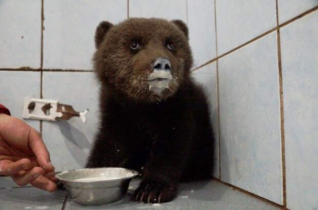 В Ленинградской области спасают раненного маленького медвежонка добро, доброта, люди, медведь, медвежонок, милота