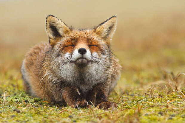 Непредсказуемые дикие лисы в фотографиях Розелин Реймонд-1