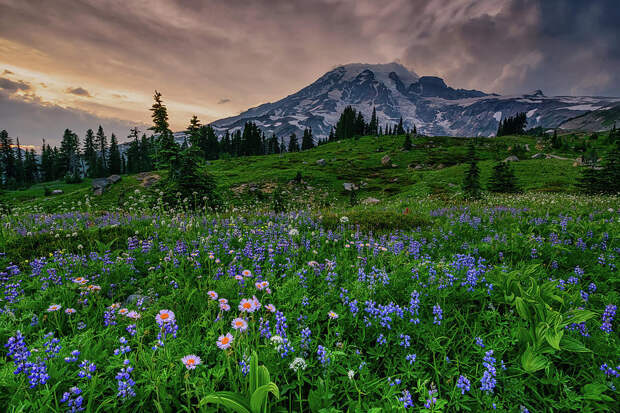 meadows-of-heaven-dan-mihai.jpg