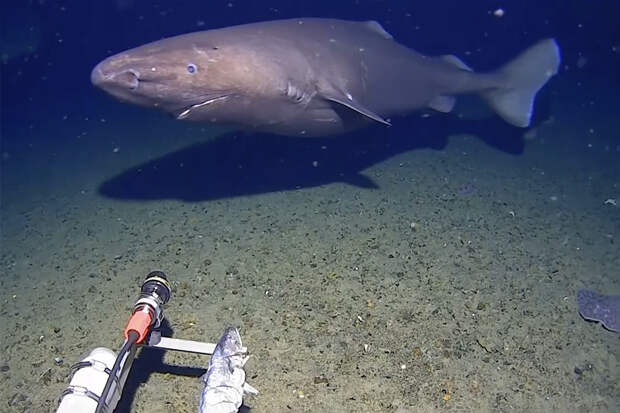 В водах Антарктики впервые сняли крупную акулу